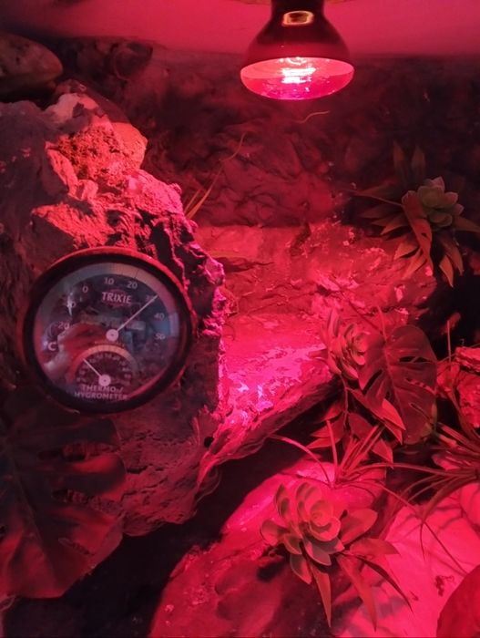 Terrarium dla gekona