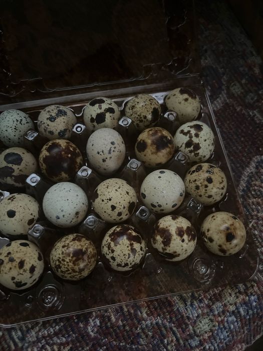 Інкубаційне перепелине яйце