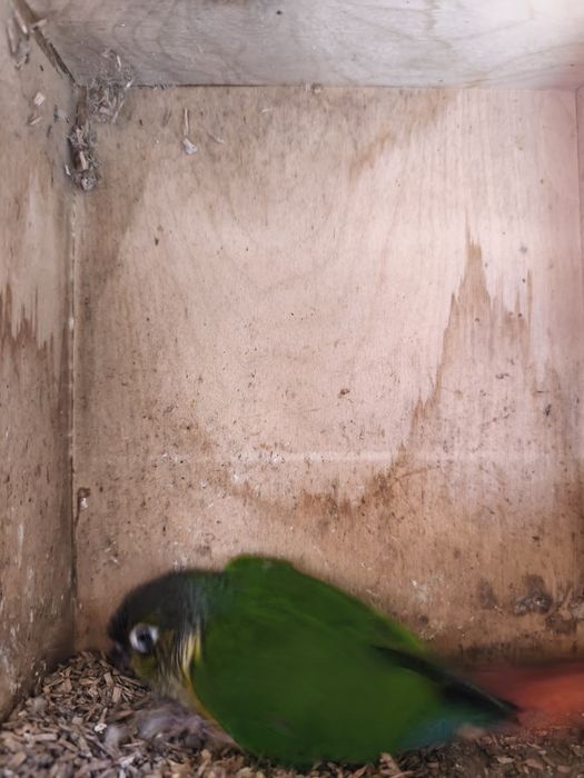 Pyrrhura quase a sair do ninho