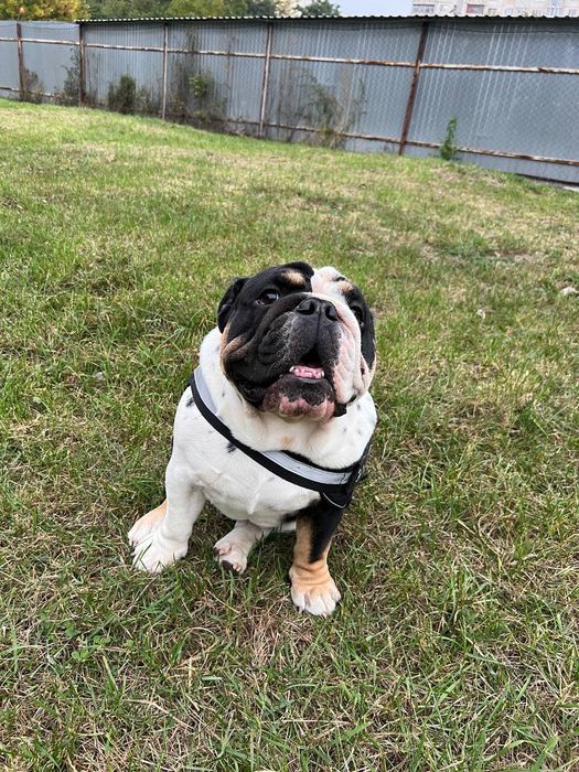 Вязка Англ. Бульдог