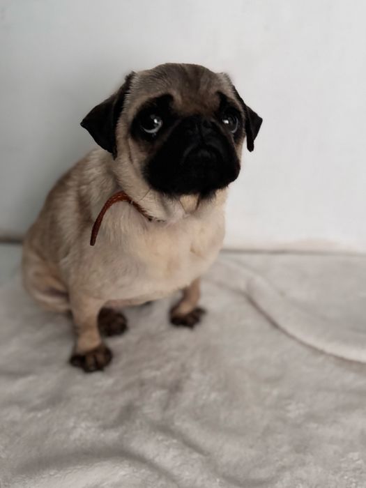 Мопс дівчинка 2 роки  Безкоштовно Тільки в ДОБРІ РУКИ