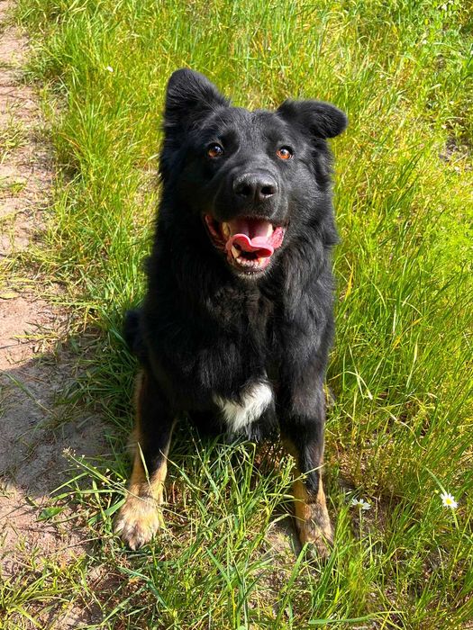 PIORUN w schronisku w lututowie