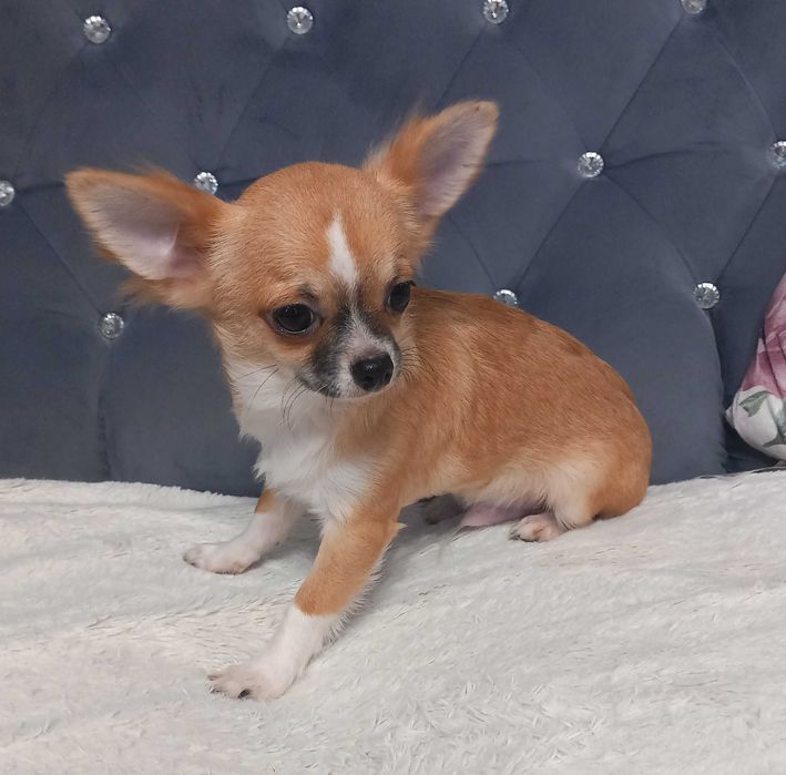 Piesek Chihuahua