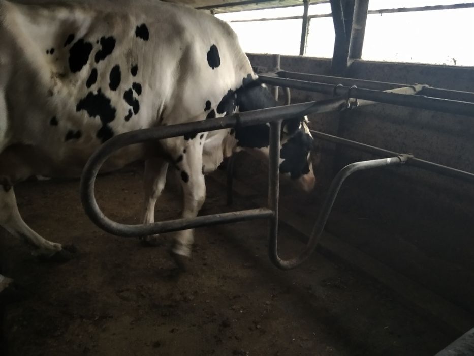 Agrafki przegrody stanowiska drabiny paszowe