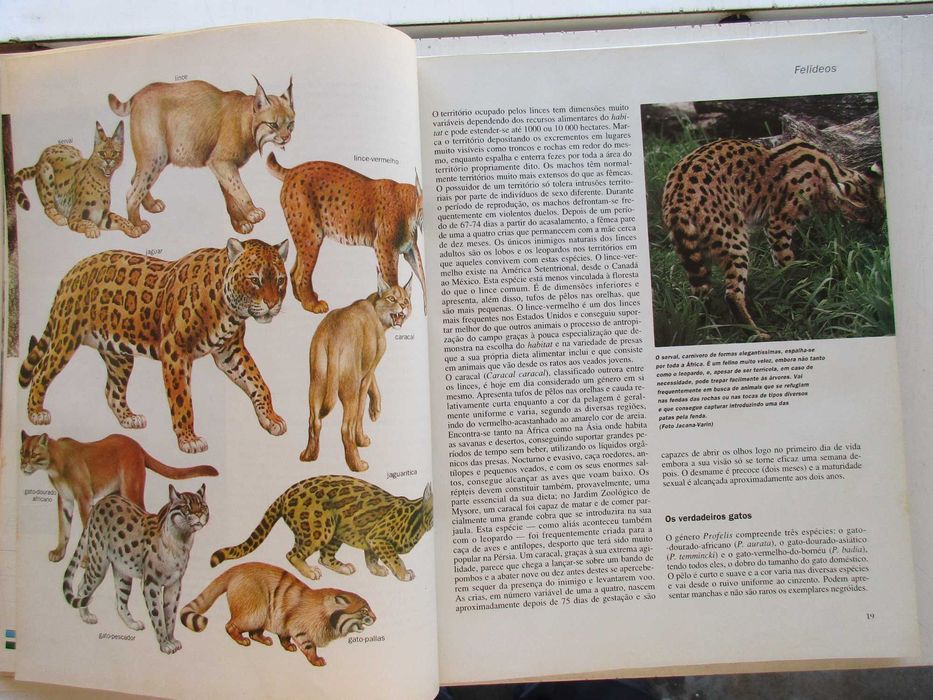 Os Animais - - - - - - - - Enciclopédia