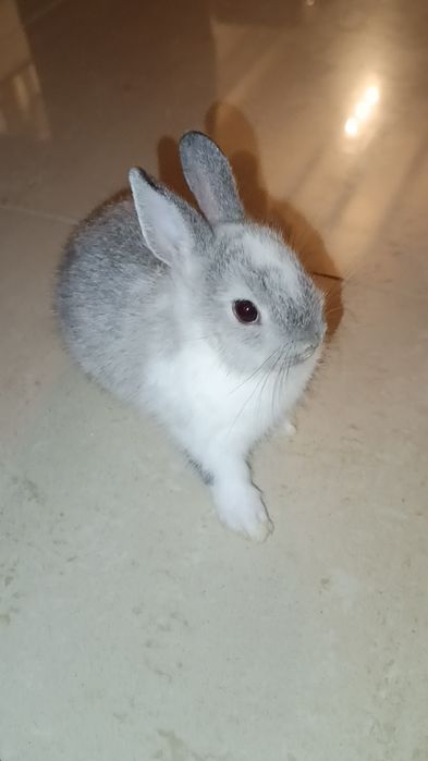Coelhinha Mini Holandesa