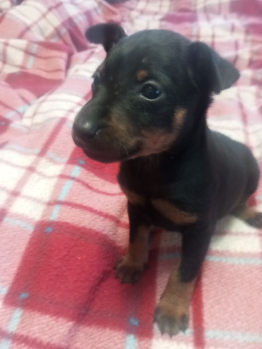 Цуценя цверг пінчер