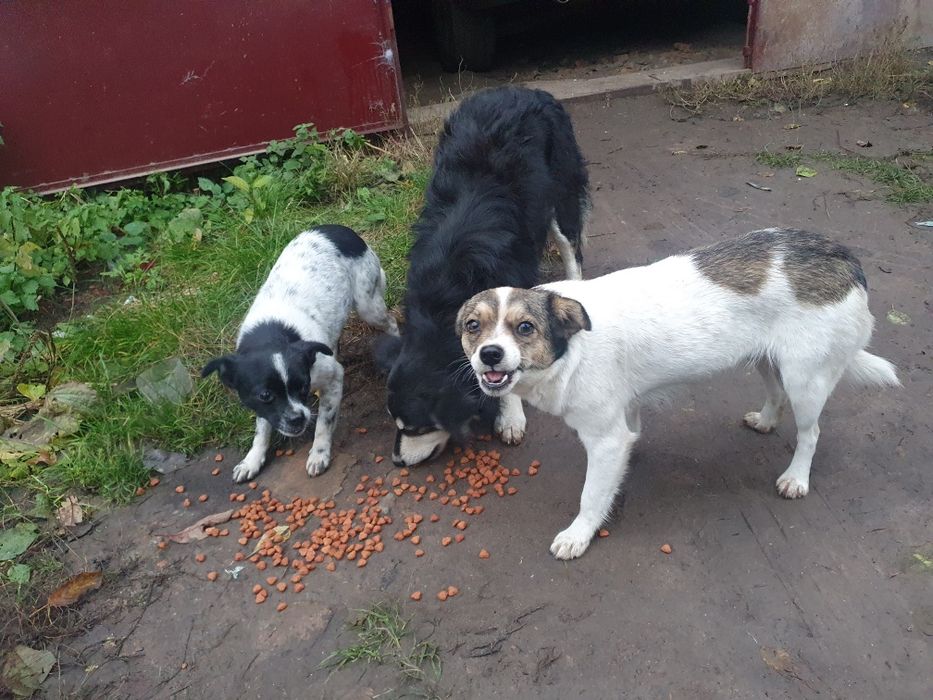 Собачки Безкоштовно.