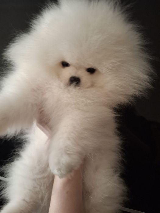 Spitz Alemão Anão Branco Macho