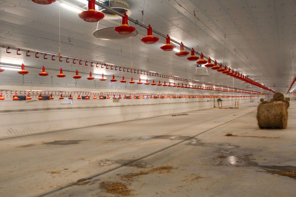 Styrodur XPS AGRO Płyty Izolacyjne Dachowe Obornickie Nie Warstwowe