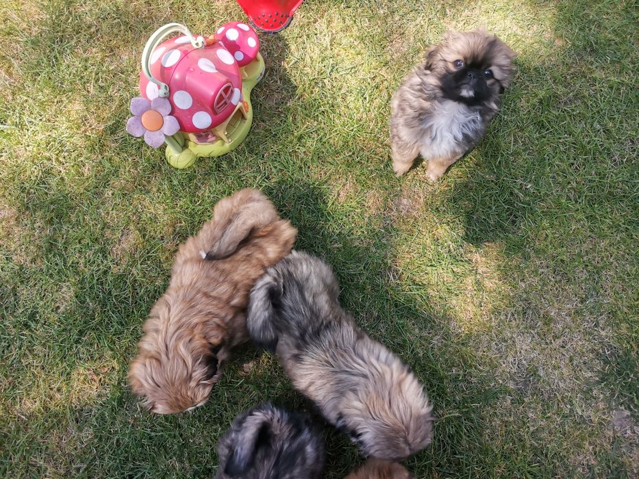 Pekińczyk Szczeniak  Nie Shih Tzu