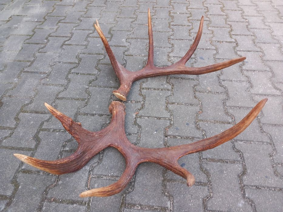 Łoś, Poroże, Rogi