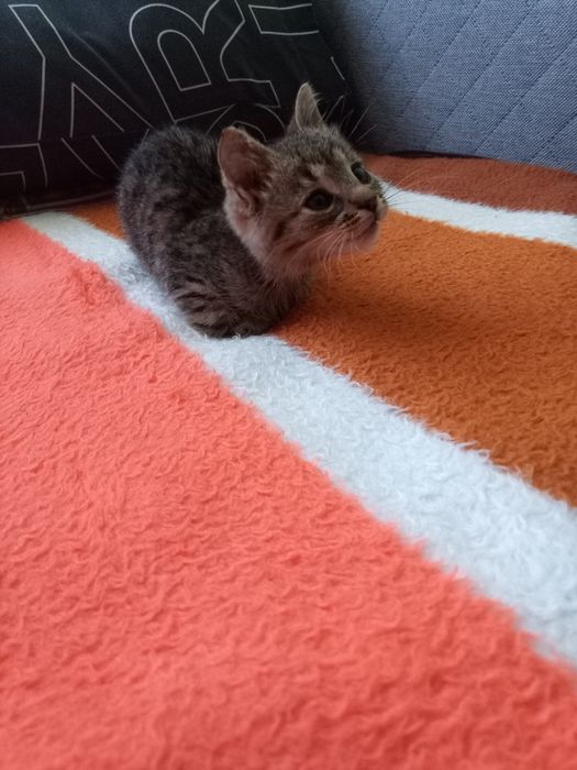 Kotek do adopcji Dyzio