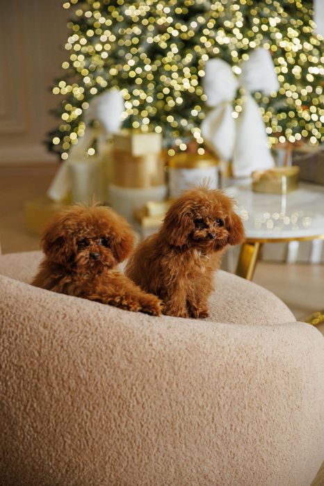 Mini Мальтипу с чипом