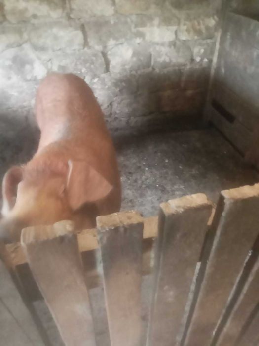 Продається хряк породи дюрок