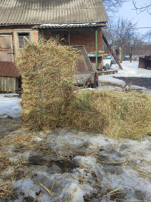 Продам сіно в тюках, тюки сіна
