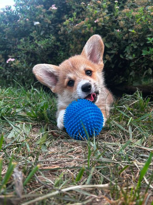 Welsh corgi pembrok piesek Beniu Kusy