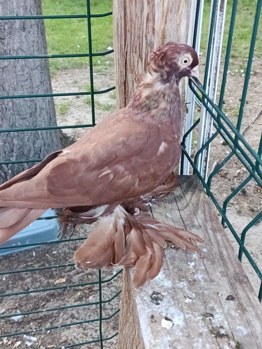 Wywrotka samica czerwona
