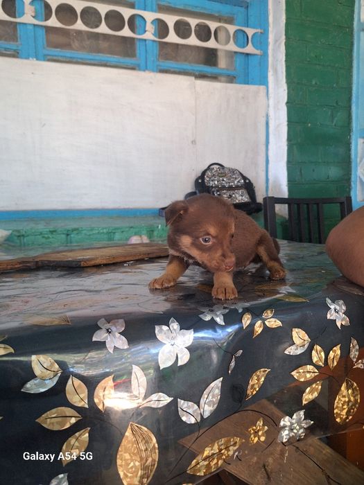 Цуцики великі не ростуть