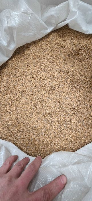 сидерат гірчиця біла