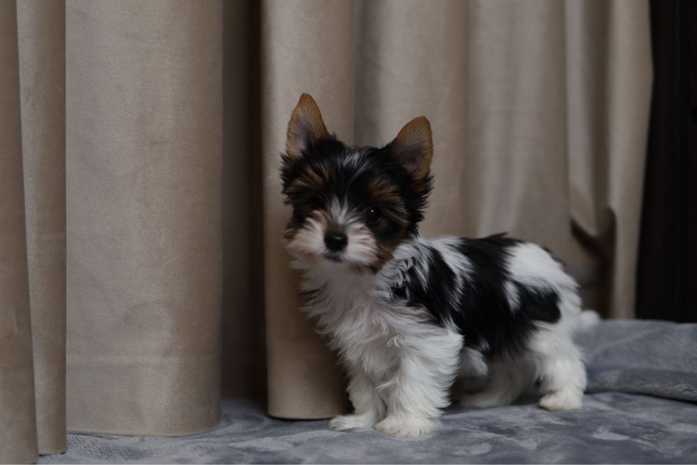 Бівер йорк хлочкик цуценя