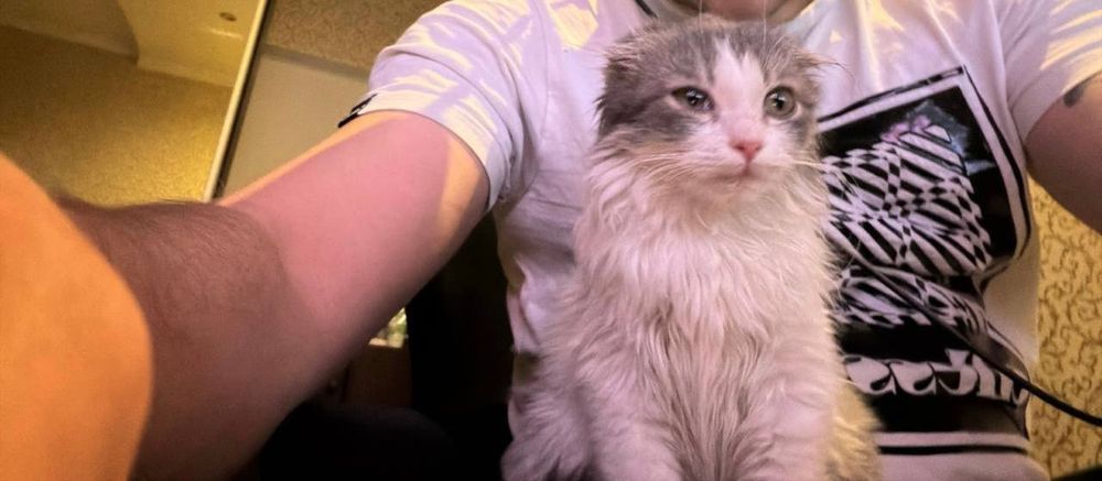 Ищет дом вислоухий