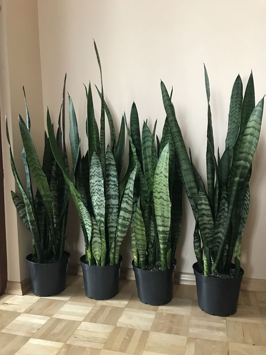 Sansevieria duża | kwiat doniczkowy domowy | liściasty | do salonu