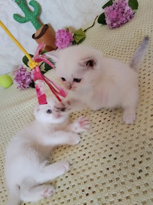 Шотландские котята
