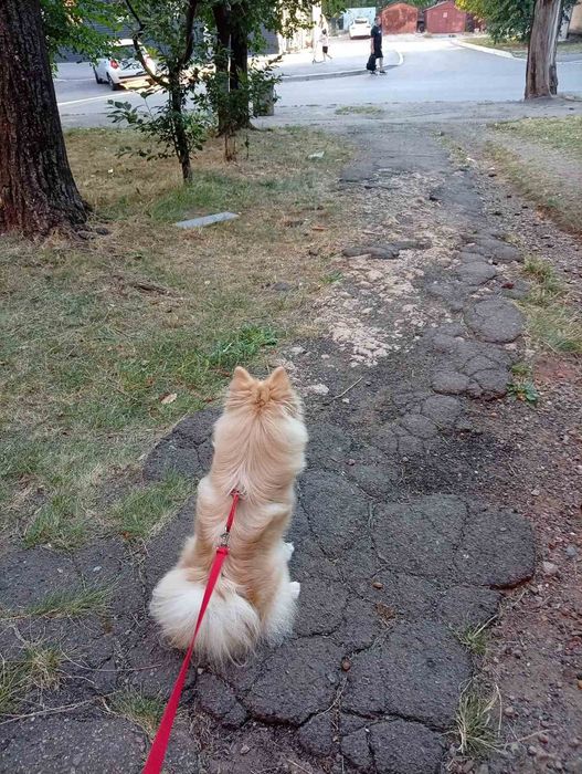 Отдам в добрые руки