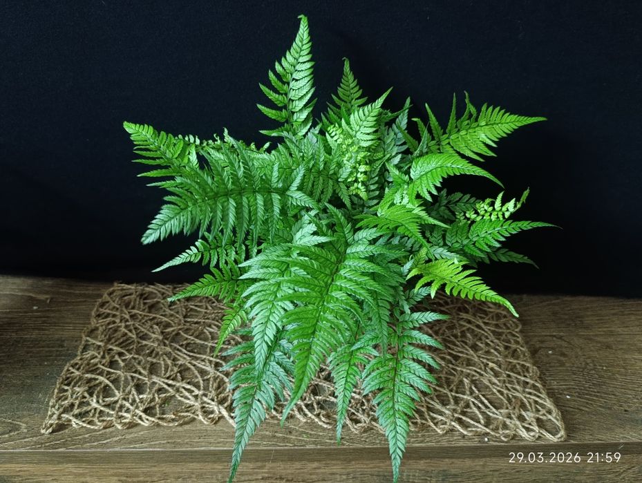 Папороть Атіріум (Athyrium),