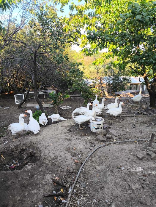 Гуси и бройлер под заказ