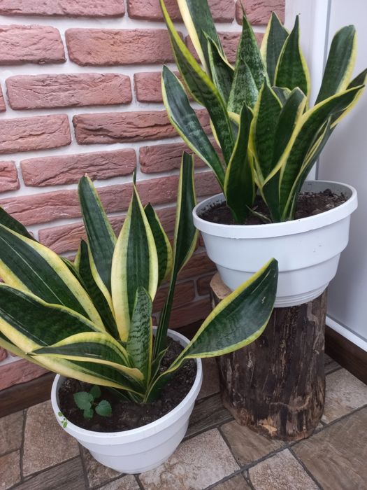 Продам цветок Сансевиерия