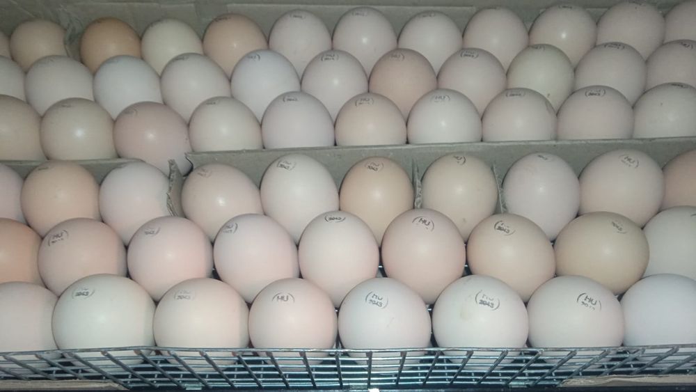 Курчата бройлера