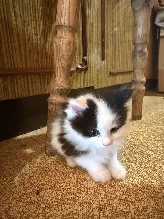 Котенята породисті
