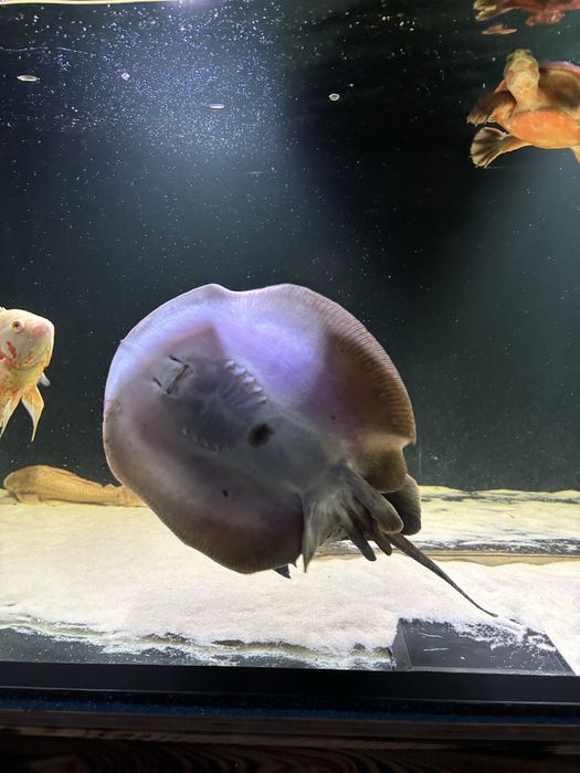 Plaszczka Motoro Samiec Dorosly POTAMOTRYGON MOTORO