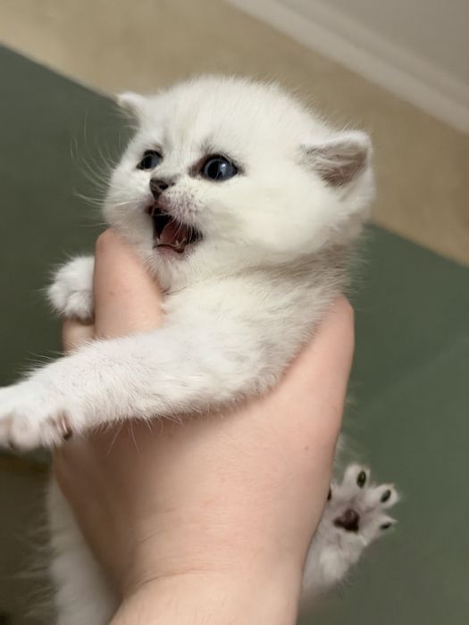 Срібна шиншила котики