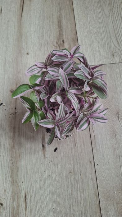 Fioletowa trzykrotka