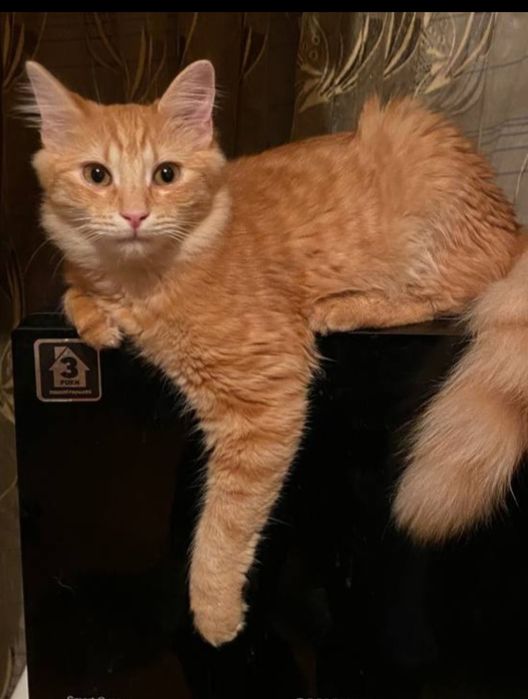 Нужна помощь для животных