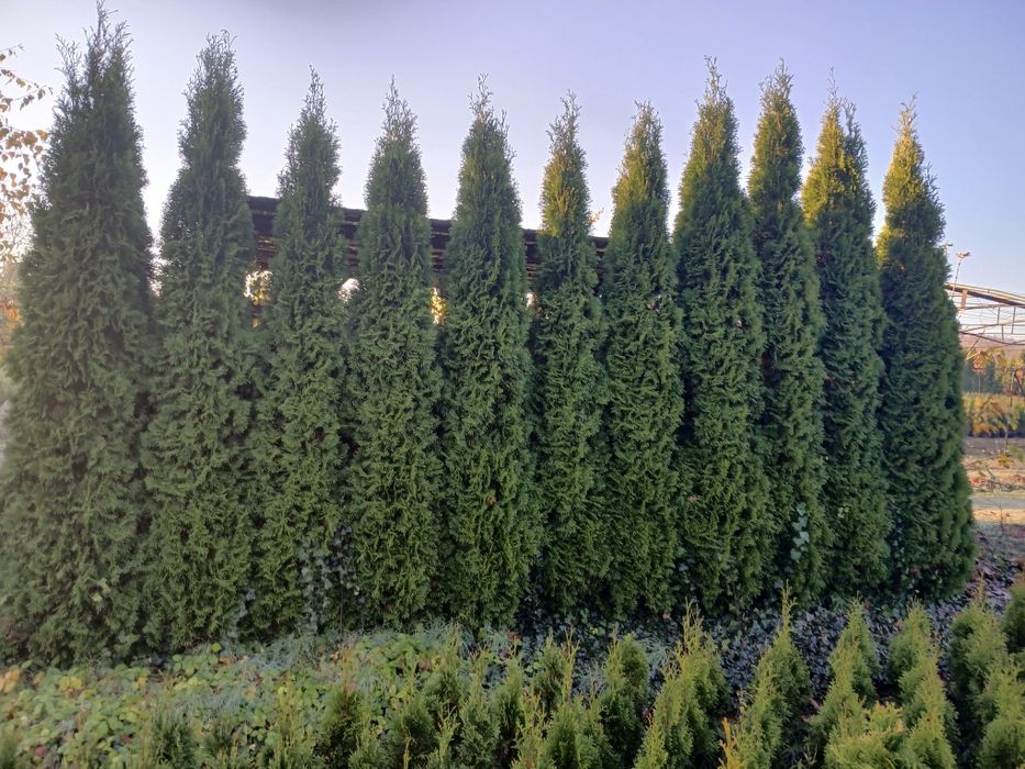 Tuja thuja szmaragd smaragd 110 CM PROMOCJA . Możliwość sadzenia.