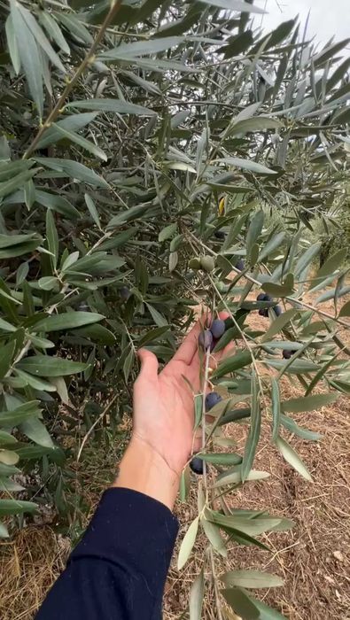 Terreno Souto da Casa com Oliveiras e Ruina