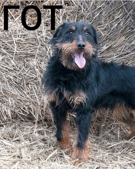 Маленькие собачки хотят в семьи