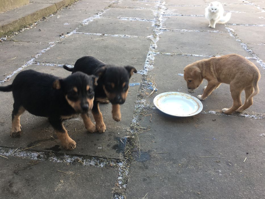 Віддам в добрі руки песики , собачка , цуценята ,