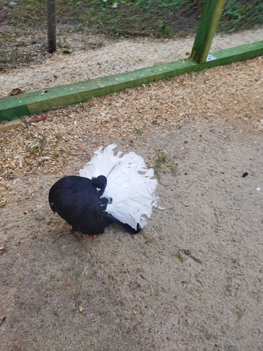 Gołębie pawiki młode i stare