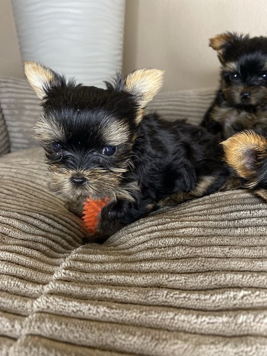 Йорк дівчинка у кішеню