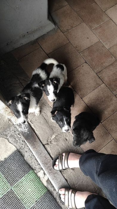 3 цуценя віддамо люблячій родині