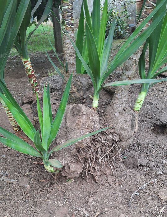 Fiteira para jardim