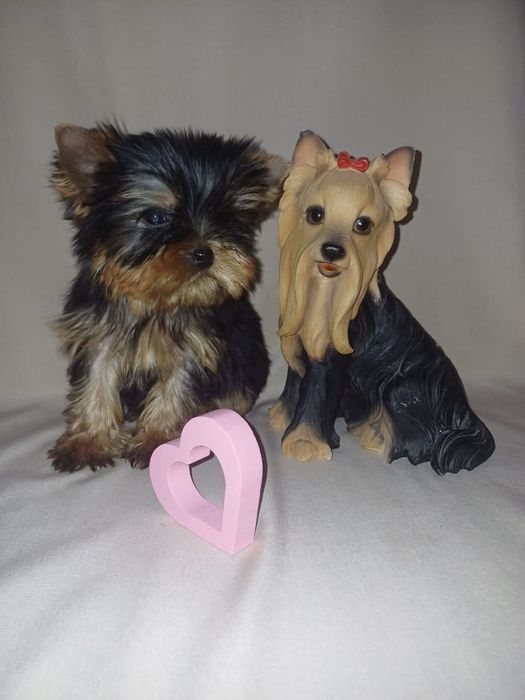 Йоркширський тер'єр