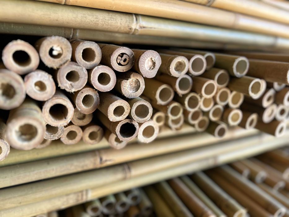 Tyczka bambusowa sadownicza 295cm 26/28 bambus sadowniczy