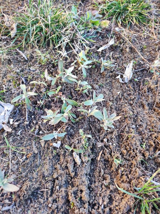 Budleja Dawida sadzonki