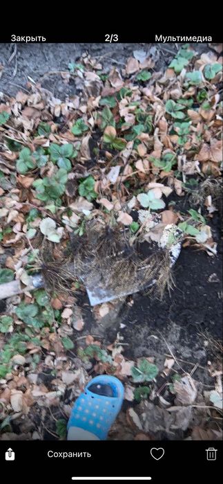 Продам саджанці полуниці: Азія,Джолі,Брілла